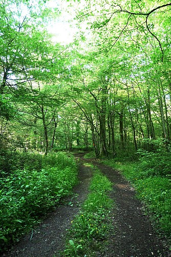 Forêt Domaniale de l'Armagnac à Betplan