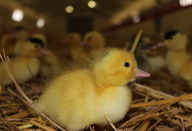 Ferme de la Patte d'oie