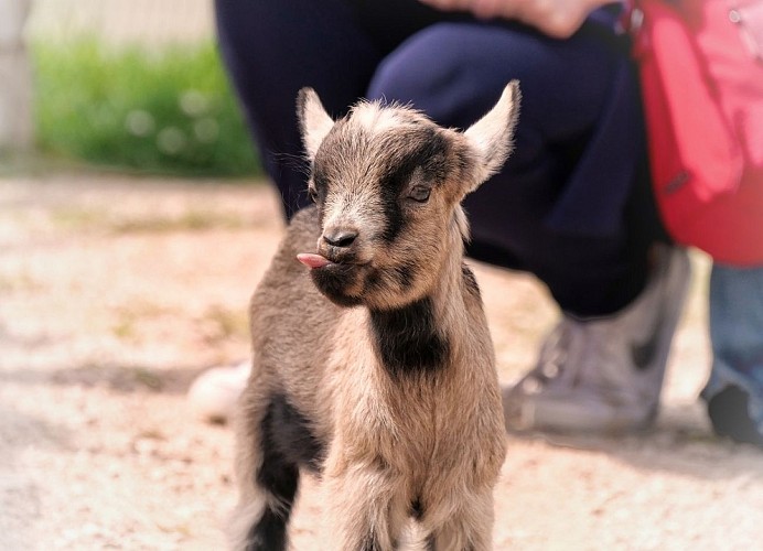 Ferme pédagogique Le Vallon des Rêves