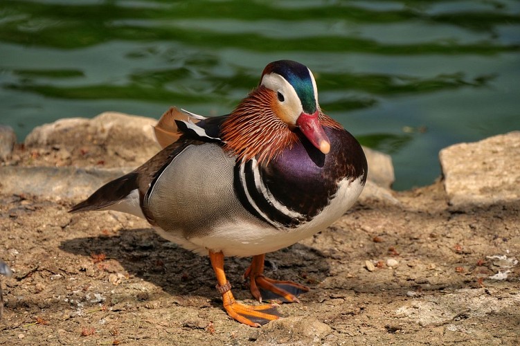 Ferme pédagogique Le Vallon des Rêves