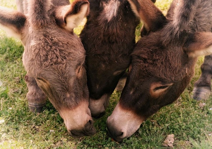 Ferme pédagogique Le Vallon des Rêves