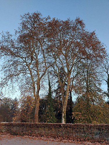 Platane commun (Platanus x acerifolia)