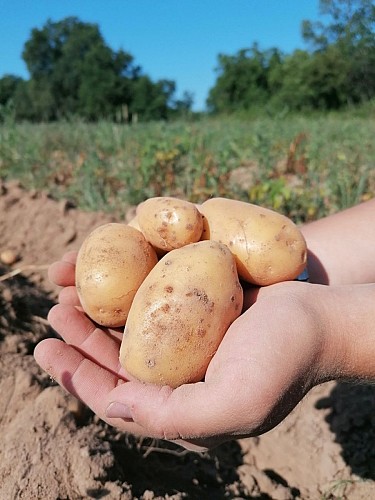 Ferme-du-Rivaud-pdt-le-pizou-vallee-isle-perigord