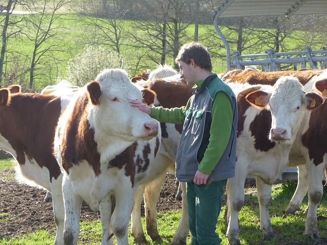 Ferme-du-Rivaud-vaches-le-pizou-vallee-isle-perigord