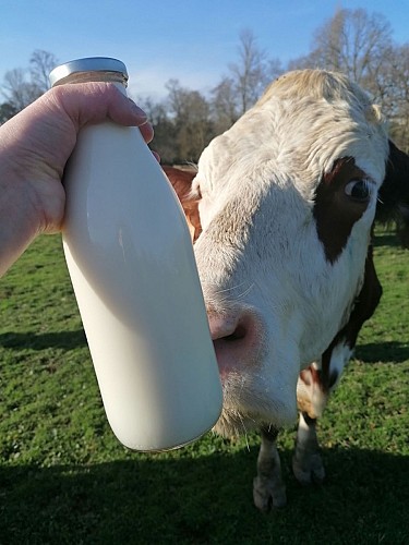 Ferme-du-Rivaud-vaches-lait-le-pizou-vallee-isle-perigord