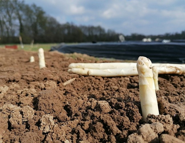 Ferme-du-Rivaud-asperges-a-le-pizou-vallee-isle-perigord