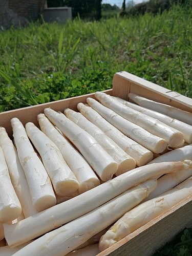 Ferme-du-Rivaud-asperges-b-le-pizou-vallee-isle-perigord