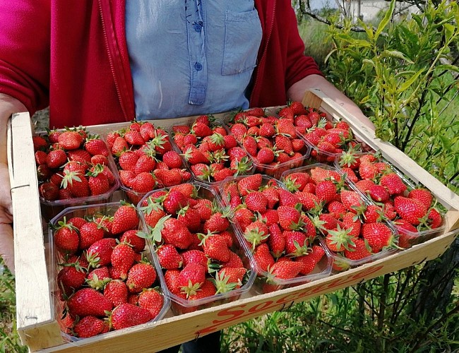 Ferme-du-Rivaud-fraises-le-pizou-vallee-isle-perigord