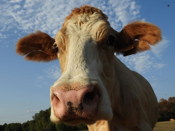Ferme-de-Brion-Montpon-vache-vallee-isle-perigord