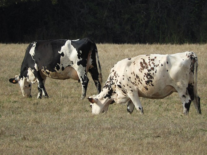 Ferme-de-Brion-Montpon-vache-pres-vallee-isle-perigord