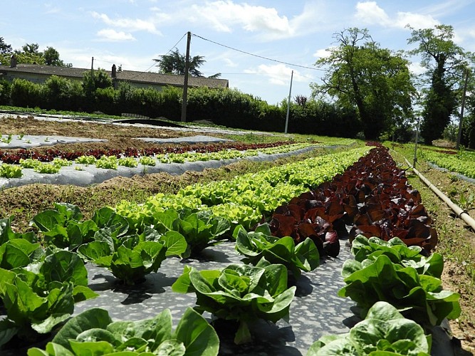 Ferme-de-Brion-Montpon-legumes-salade-terre-vallee-isle-perigord
