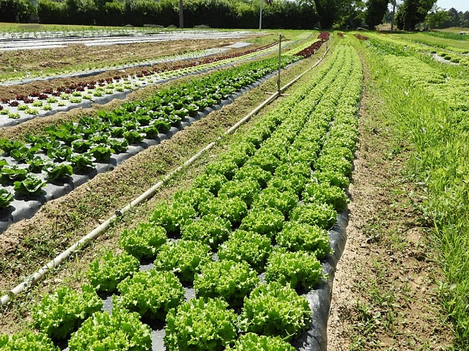 Ferme-de-Brion-Montpon-legumes-salade-terre-a-vallee-isle-perigord
