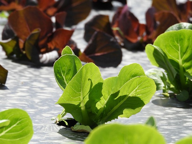 Ferme-de-Brion-Montpon-pieds-salade-vallee-isle-perigord
