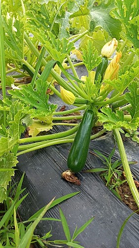Ferme-de-Brion-Montpon-courgettes-vallee-isle-perigord