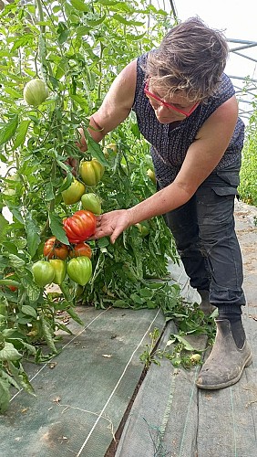 Ferme-de-Brion-Montpon-tomate-vallee-isle-perigord