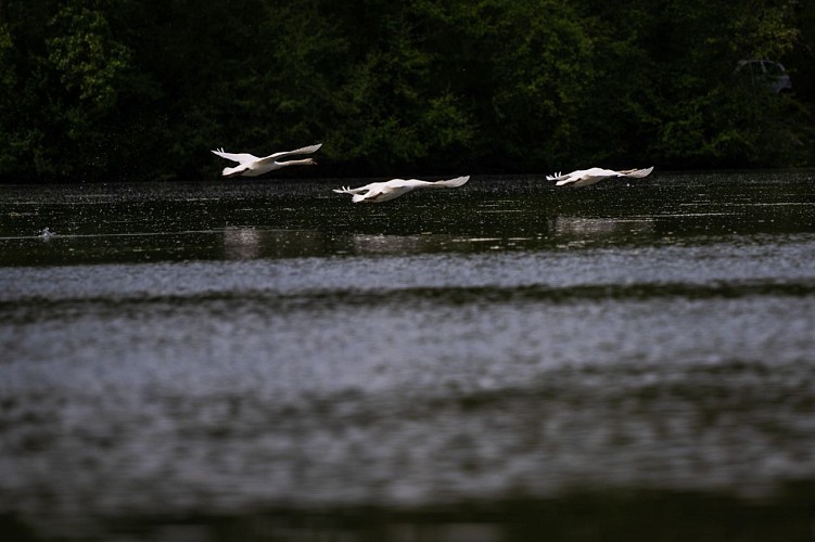 Ornithological observatory of the confluence of the Tarn and the Garonne