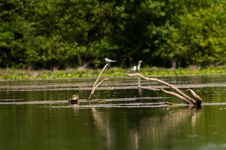 Ornithological observatory of the confluence of the Tarn and the Garonne