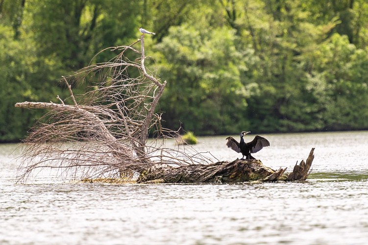 Observatoire ornithologique du confluent du Tarn et de la Garonne