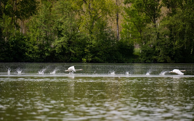 Observatoire ornithologique du confluent du Tarn et de la Garonne