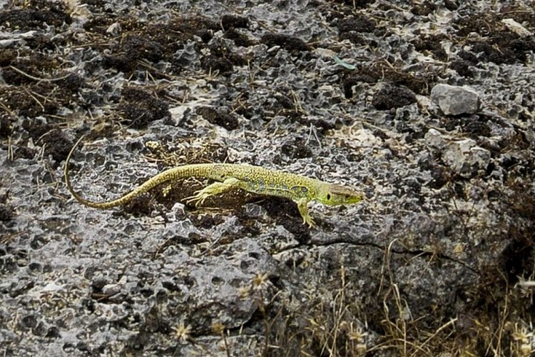 Lézard ocellé