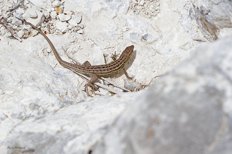 Psammodrome d’Edwards