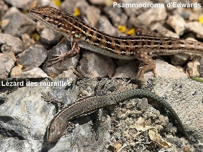 Psammodrome d’Edwards et Lézard des murailles