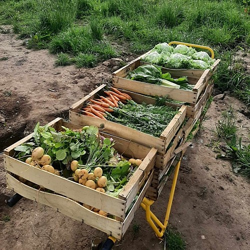 Ferme-des-deux-mains-st-martial-legumes-a-vallee-isle-perigord