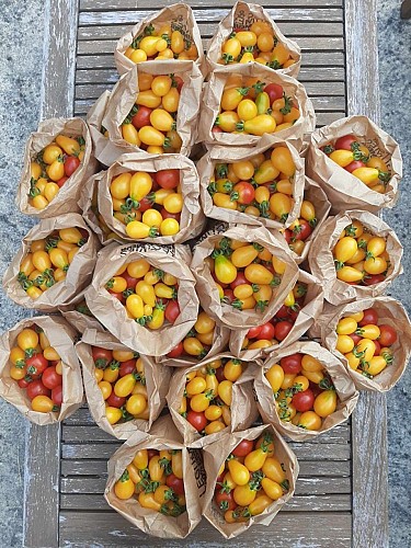 Ferme-des-deux-mains-st-martial-petites-tomates-vallee-isle-perigord