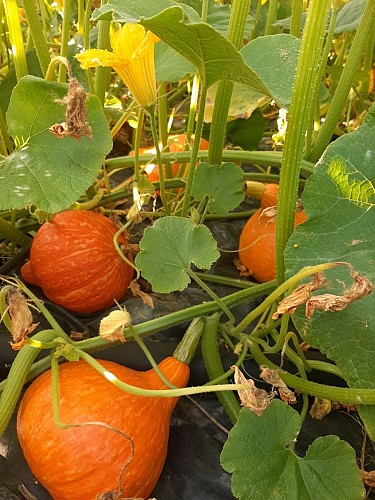 Ferme-des-deux-mains-st-martial-potimarron-vallee-isle-perigord