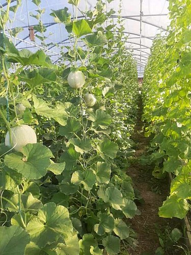 Ferme-des-deux-mains-st-martial-tomates-serre-vallee-isle-perigord