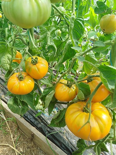 Ferme-des-deux-mains-st-martial-tomates-serrea-vallee-isle-perigord