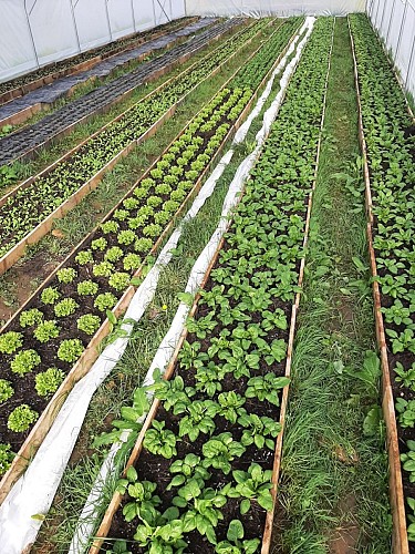 Ferme-des-deux-mains-st-martial-plants-serre-vallee-isle-perigord