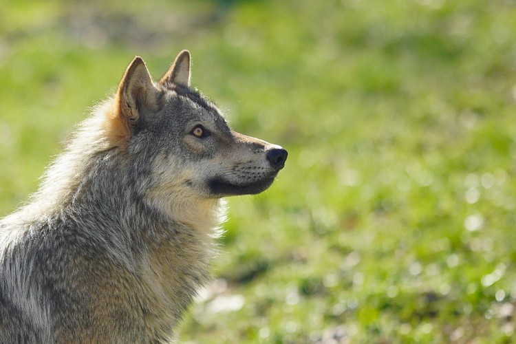 Parc du Thot MAN6446 Semitour