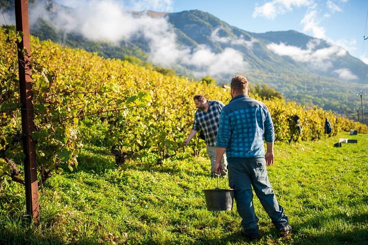 Wine producer - MONTESSUIT Family ( EARL)