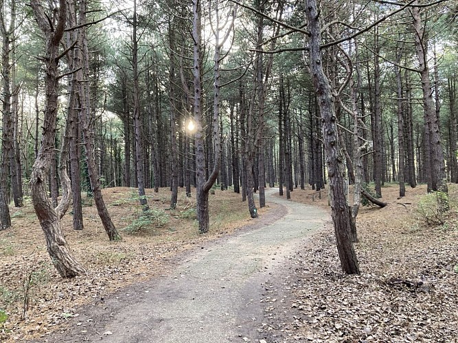 Visite guidée - Grande balade "Les charmes de la forêt"