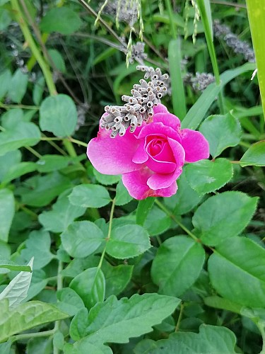 notre jardin est un refuge LPO