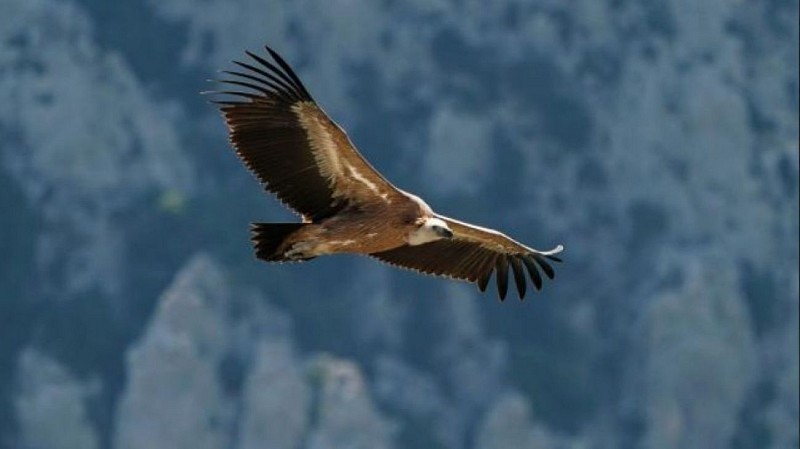 Vautour en vol