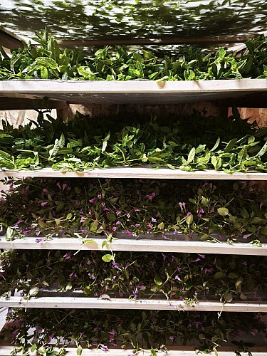 ferme-du-séchoir-séchage-beleymas-tourisme-vallée-isle 2