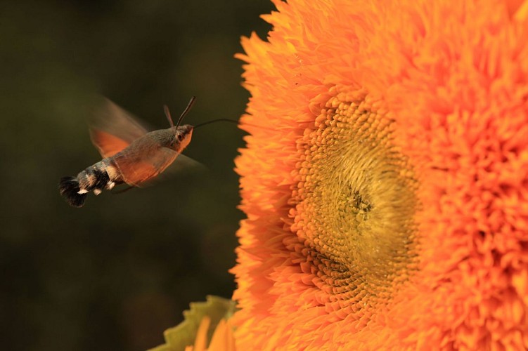ferme-du-séchoir-tournesol-beleymas-tourisme-vallée-isle
