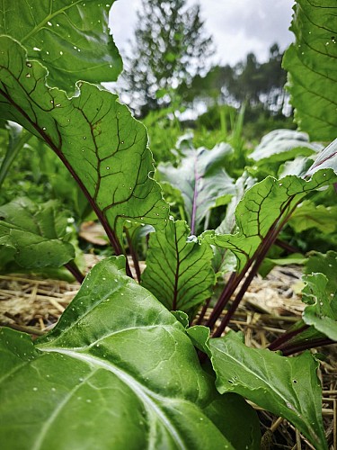 ferme-du-séchoir-betteraves-beleymas-tourisme-vallée-isle