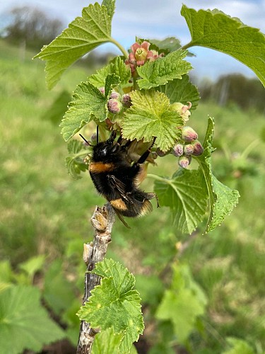 Bourdons butine notre cassis