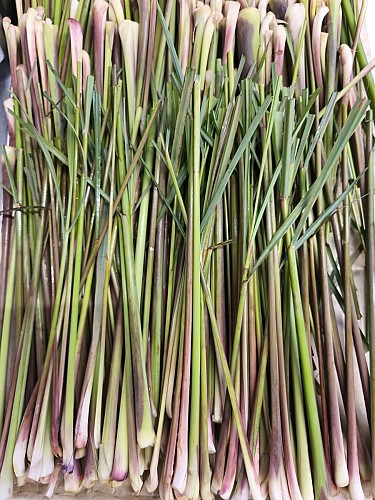 ferme-du-séchoir-citronelle-beleymas-tourisme-vallée-isle