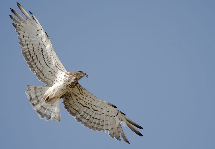 Visite guidée - À bout de plumes