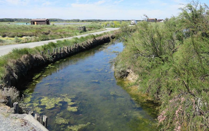 Visite guidée - Au fil du marais