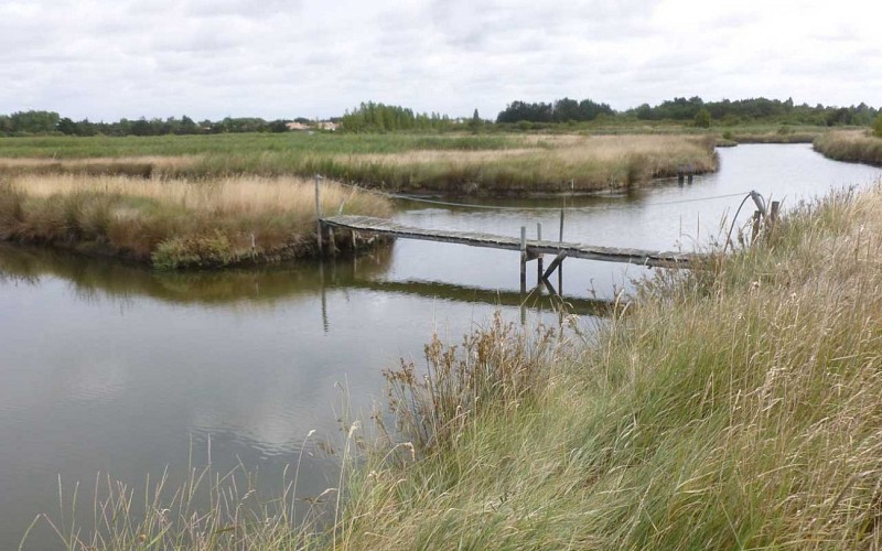 Visite guidée - Au fil du marais