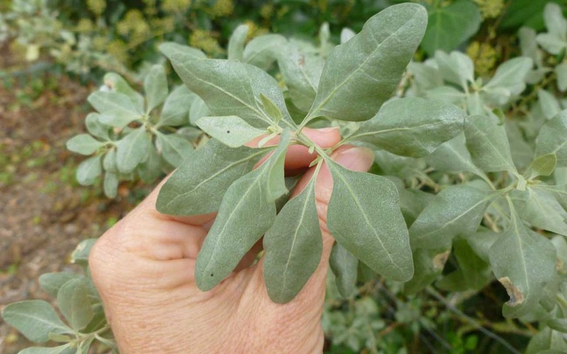 Visite guidée - Millefeuilles
