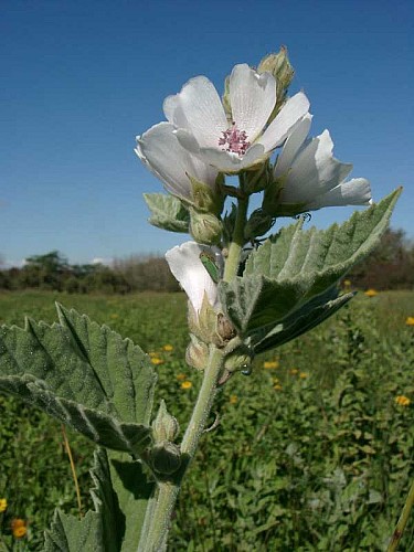 Visite guidée - Millefeuilles