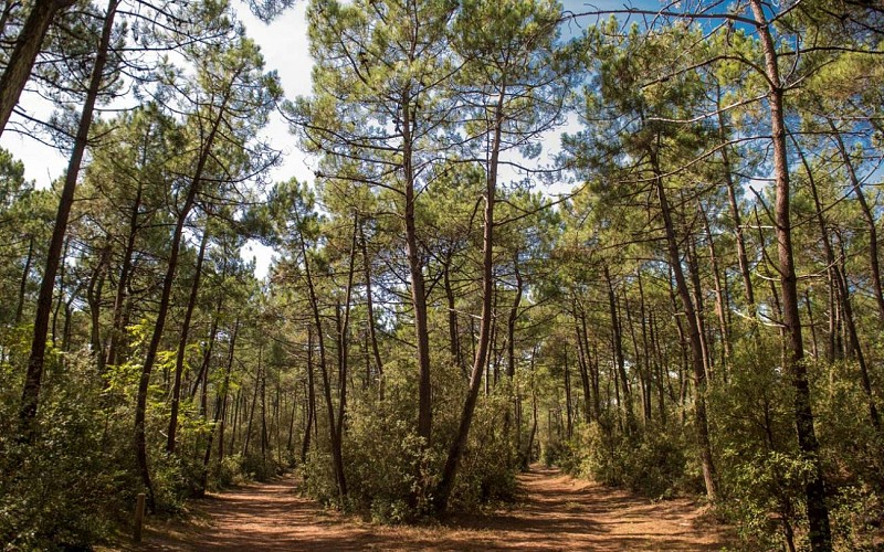 Visite guidée - Échos de la forêt