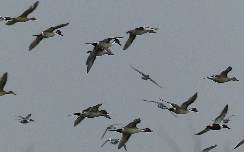 Visite guidée - Le monde de la nuit