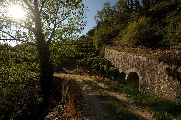 Village viticole de Saint-Désirat